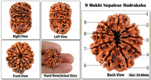 Load image into Gallery viewer, 9 Mukhi Nepalese Rudraksha - Bead No. 45
