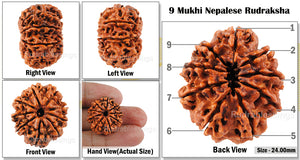 9 Mukhi Nepalese Rudraksha - Bead No. 45