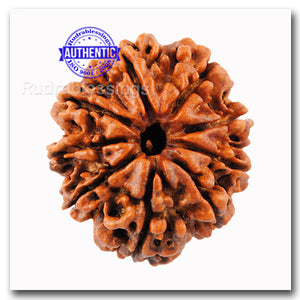 9 Mukhi Nepalese Rudraksha - Bead No. 45