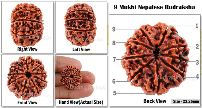9 Mukhi Nepalese Rudraksha - Bead No. 43