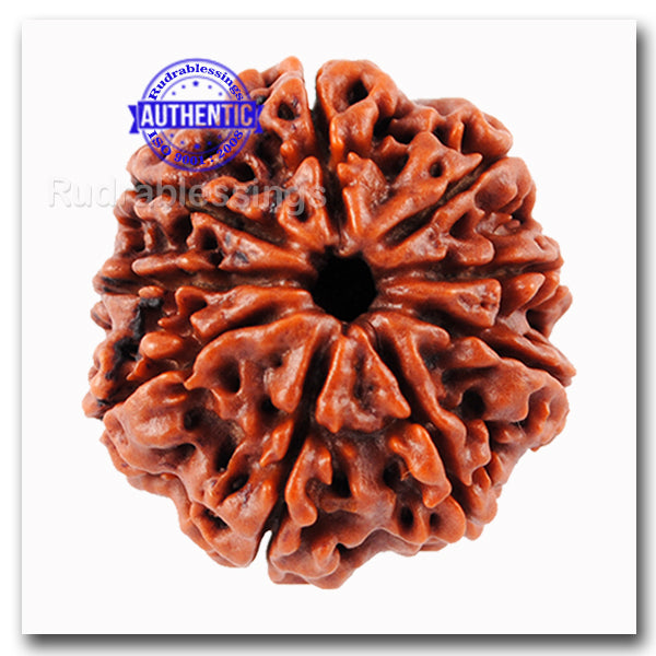 9 Mukhi Nepalese Rudraksha - Bead No. 43