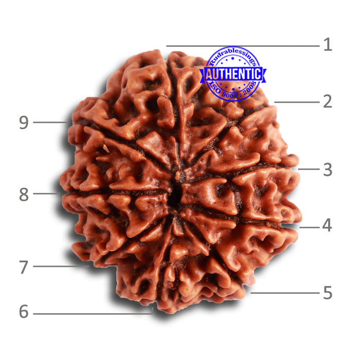 9 Mukhi Nepalese Rudraksha - Bead No 325