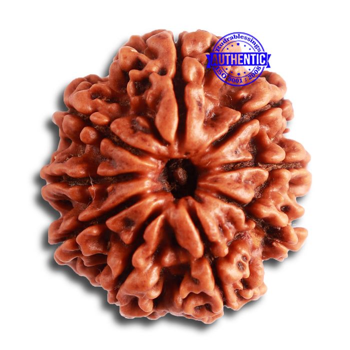 9 Mukhi Nepalese Rudraksha - Bead No 325