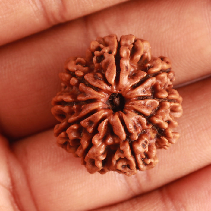 9 Mukhi Nepalese Rudraksha - Bead No 325