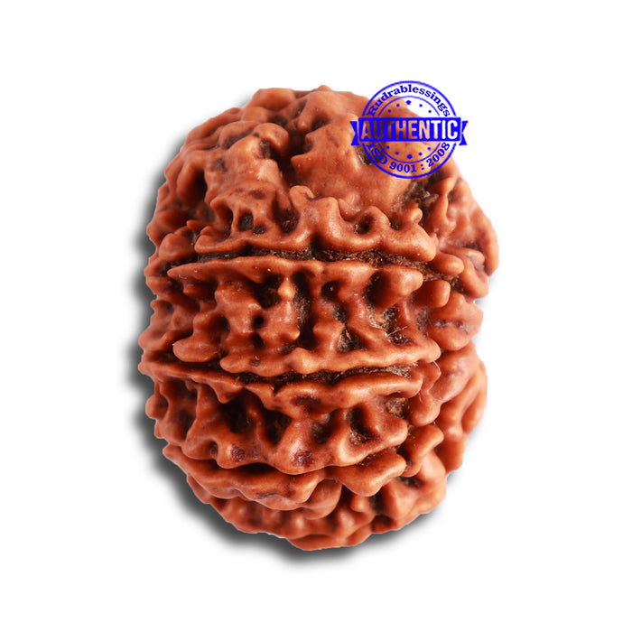 9 Mukhi Nepalese Rudraksha - Bead No 325