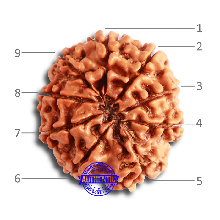 9 Mukhi Nepalese Rudraksha - Bead No. 326