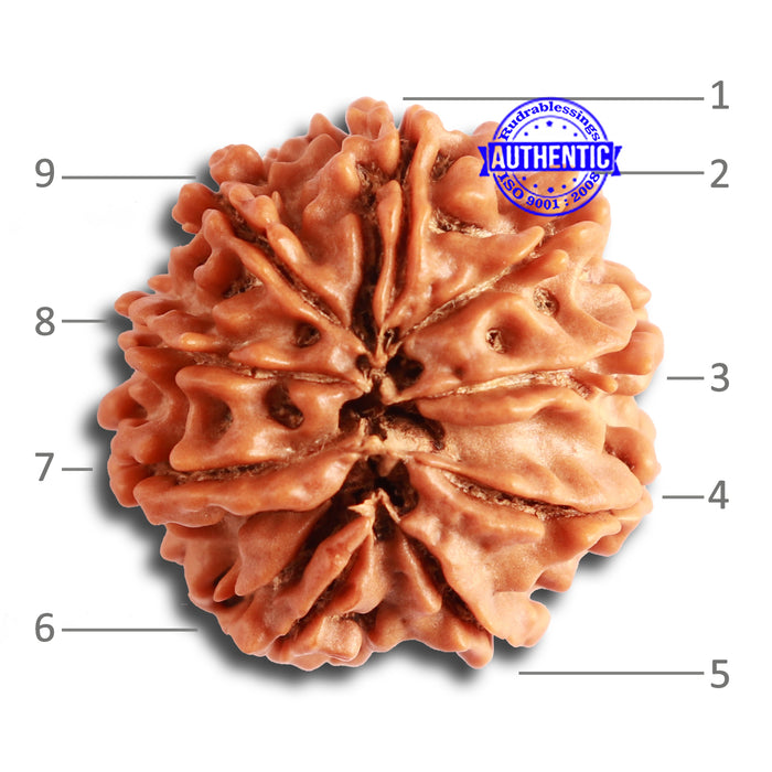 9 Mukhi Nepalese Rudraksha - Bead No. 330