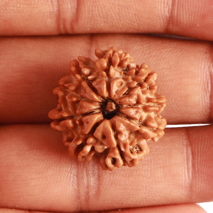 9 Mukhi Nepalese Rudraksha - Bead No. 330