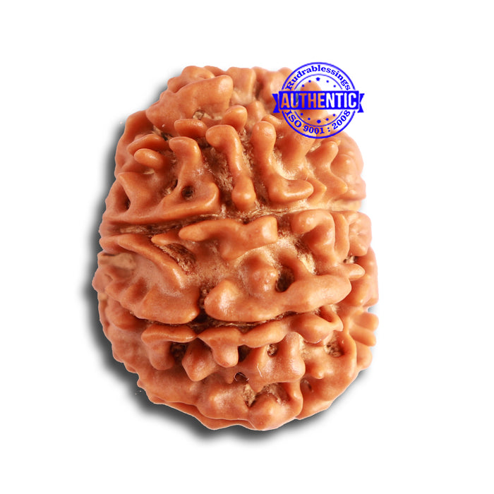 9 Mukhi Nepalese Rudraksha - Bead No. 330