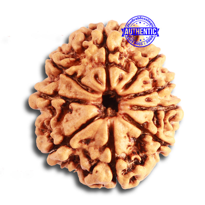 9 Mukhi Nepalese Rudraksha - Bead No. 331