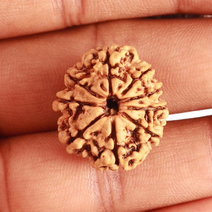 9 Mukhi Nepalese Rudraksha - Bead No. 331