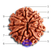 Load image into Gallery viewer, 9 Mukhi Nepalese Rudraksha - Bead No. 332
