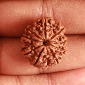 9 Mukhi Nepalese Rudraksha - Bead No. 332