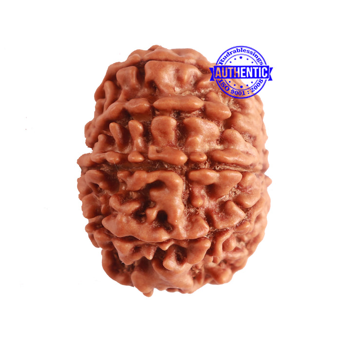 9 Mukhi Nepalese Rudraksha - Bead No. 332