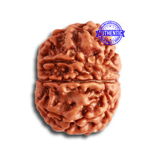 Load image into Gallery viewer, 9 Mukhi Nepalese Rudraksha - Bead No. 332
