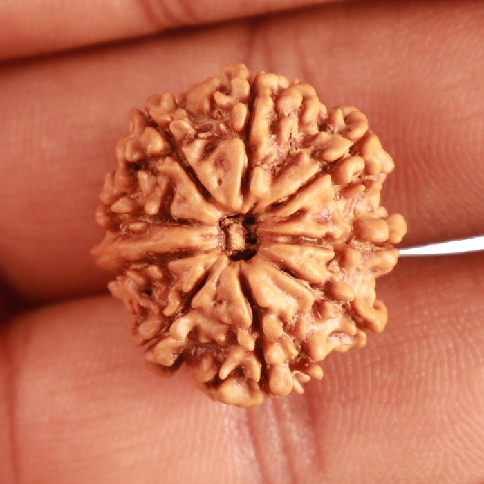 9 Mukhi Nepalese Rudraksha - Bead No. 334