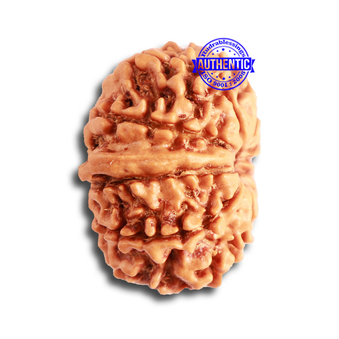 9 Mukhi Nepalese Rudraksha - Bead No. 334