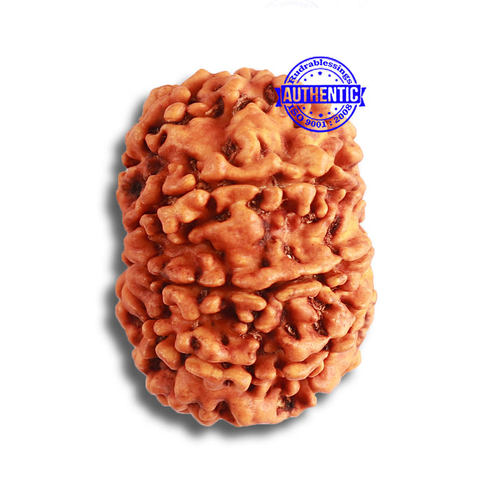 9 Mukhi Nepalese Rudraksha - Bead No. 363