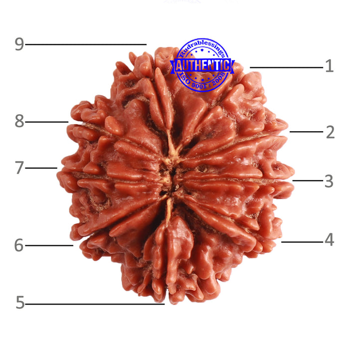 9 Mukhi Nepalese Rudraksha - Bead No 364