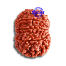 Load image into Gallery viewer, 9 Mukhi Nepalese Rudraksha - Bead No 364

