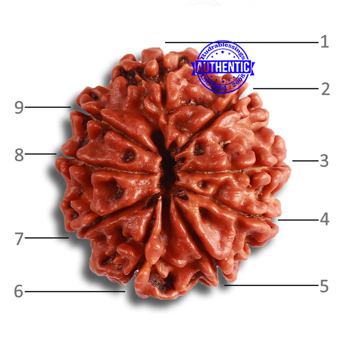 9 Mukhi Nepalese Rudraksha - Bead No. 365