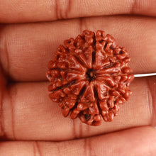 Load image into Gallery viewer, 9 Mukhi Nepalese Rudraksha - Bead No. 365
