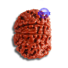 Load image into Gallery viewer, 9 Mukhi Nepalese Rudraksha - Bead No. 365
