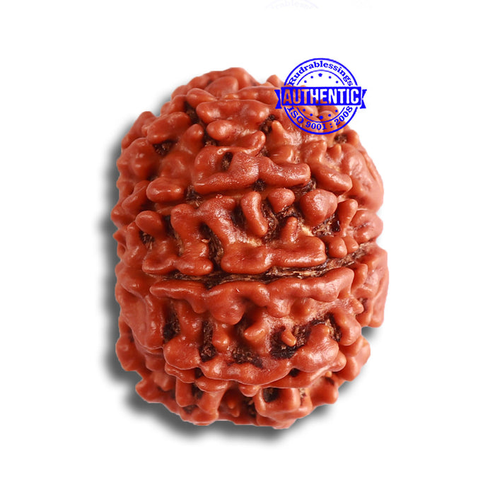 9 Mukhi Nepalese Rudraksha - Bead No. 365