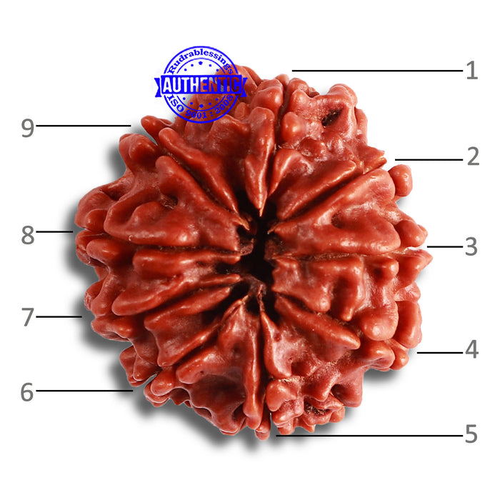 9 Mukhi Nepalese Rudraksha - Bead No. 366