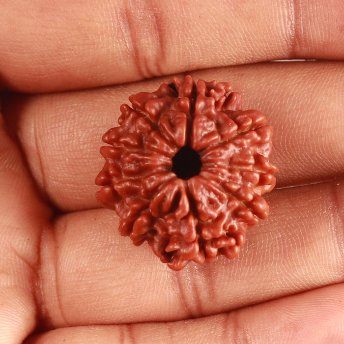 9 Mukhi Nepalese Rudraksha - Bead No. 366
