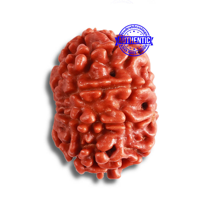 9 Mukhi Nepalese Rudraksha - Bead No. 366