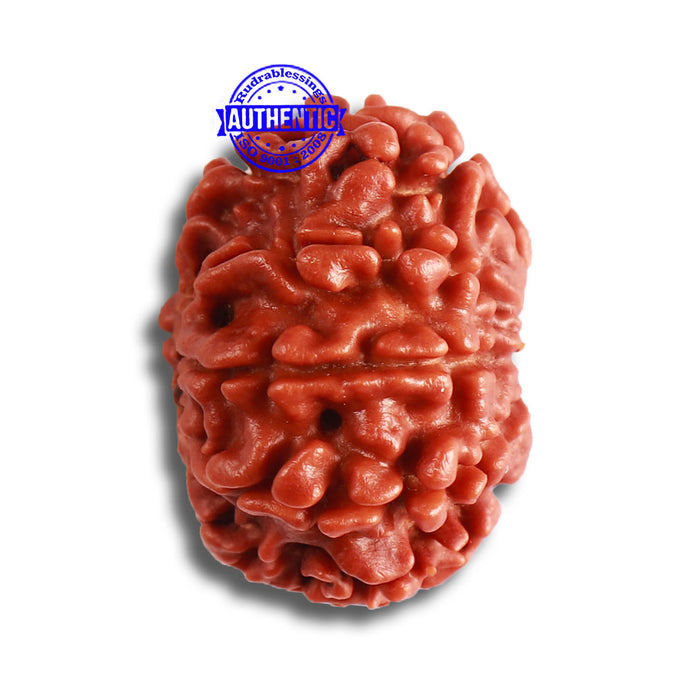 9 Mukhi Nepalese Rudraksha - Bead No. 366