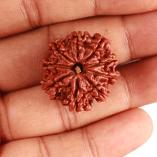 Load image into Gallery viewer, 9 Mukhi Nepalese Rudraksha - Bead No 367
