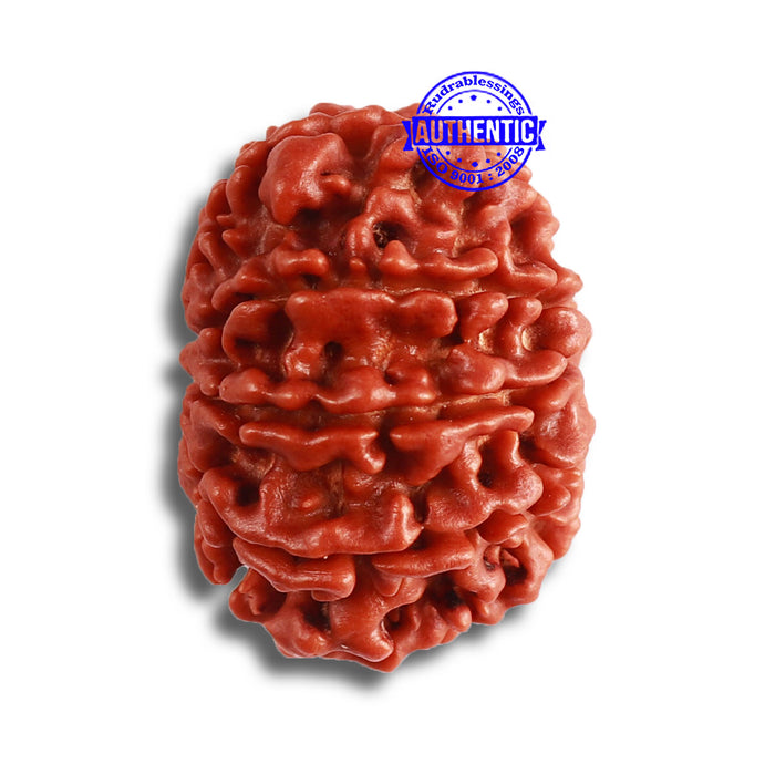 9 Mukhi Nepalese Rudraksha - Bead No 367