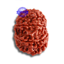 Load image into Gallery viewer, 9 Mukhi Nepalese Rudraksha - Bead No 367
