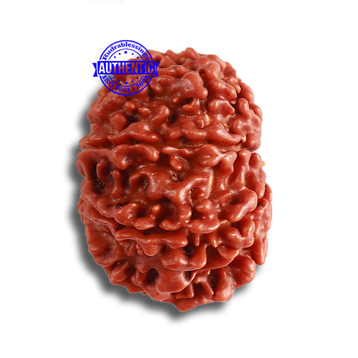 9 Mukhi Nepalese Rudraksha - Bead No 367
