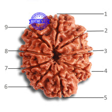 Load image into Gallery viewer, 9 Mukhi Nepalese Rudraksha - Bead No. 369

