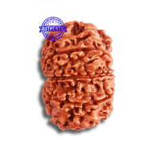 Load image into Gallery viewer, 9 Mukhi Nepalese Rudraksha - Bead No. 369
