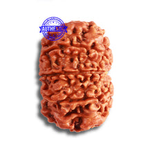 Load image into Gallery viewer, 9 Mukhi Nepalese Rudraksha - Bead No. 369
