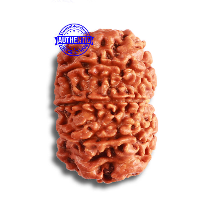 9 Mukhi Nepalese Rudraksha - Bead No. 369
