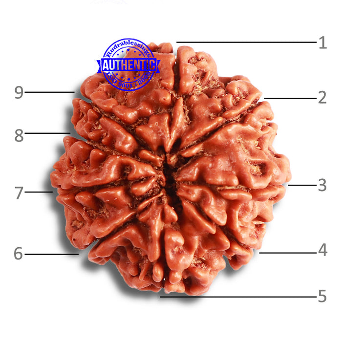 9 Mukhi Nepalese Rudraksha - Bead No. 370