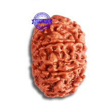 Load image into Gallery viewer, 9 Mukhi Nepalese Rudraksha - Bead No. 370
