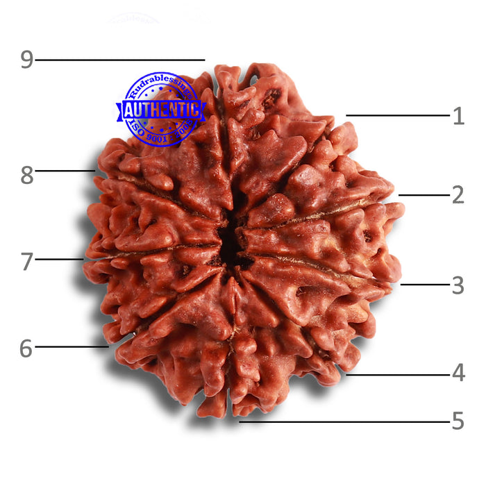 9 Mukhi Nepalese Rudraksha - Bead No. 372
