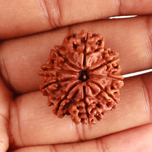 Load image into Gallery viewer, 9 Mukhi Nepalese Rudraksha - Bead No. 372
