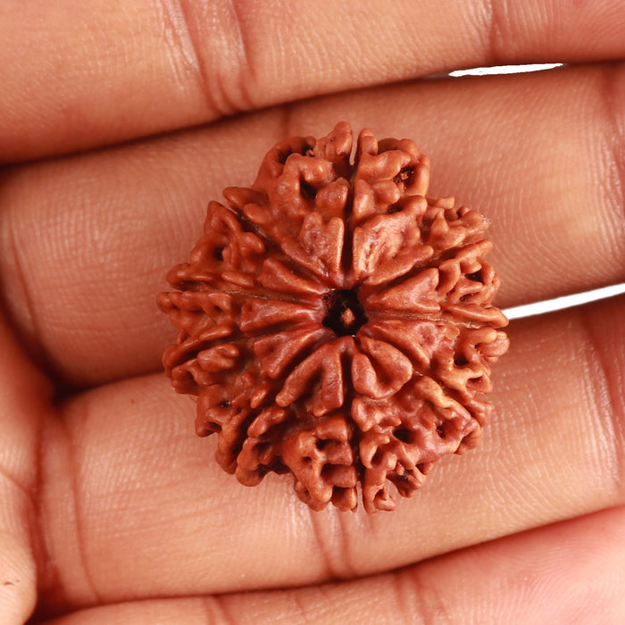 9 Mukhi Nepalese Rudraksha - Bead No. 372