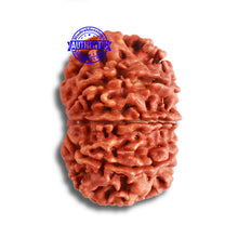 Load image into Gallery viewer, 9 Mukhi Nepalese Rudraksha - Bead No. 372
