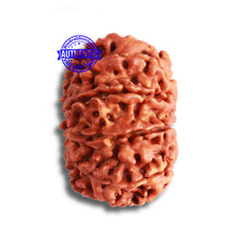 Load image into Gallery viewer, 9 Mukhi Nepalese Rudraksha - Bead No. 372

