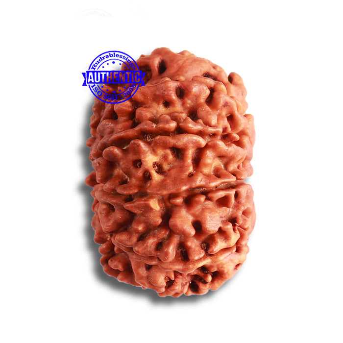 9 Mukhi Nepalese Rudraksha - Bead No. 372