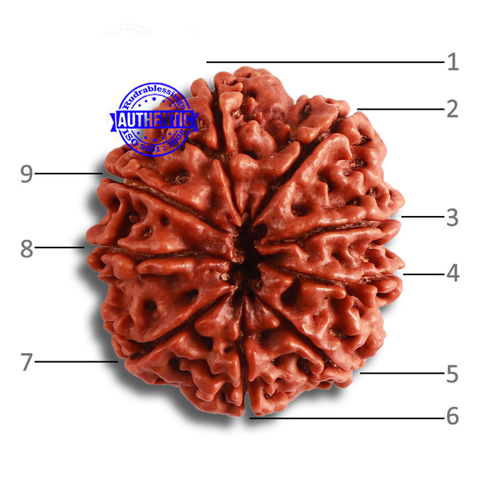 9 Mukhi Nepalese Rudraksha - Bead No. 377
