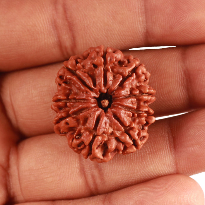 9 Mukhi Nepalese Rudraksha - Bead No. 377